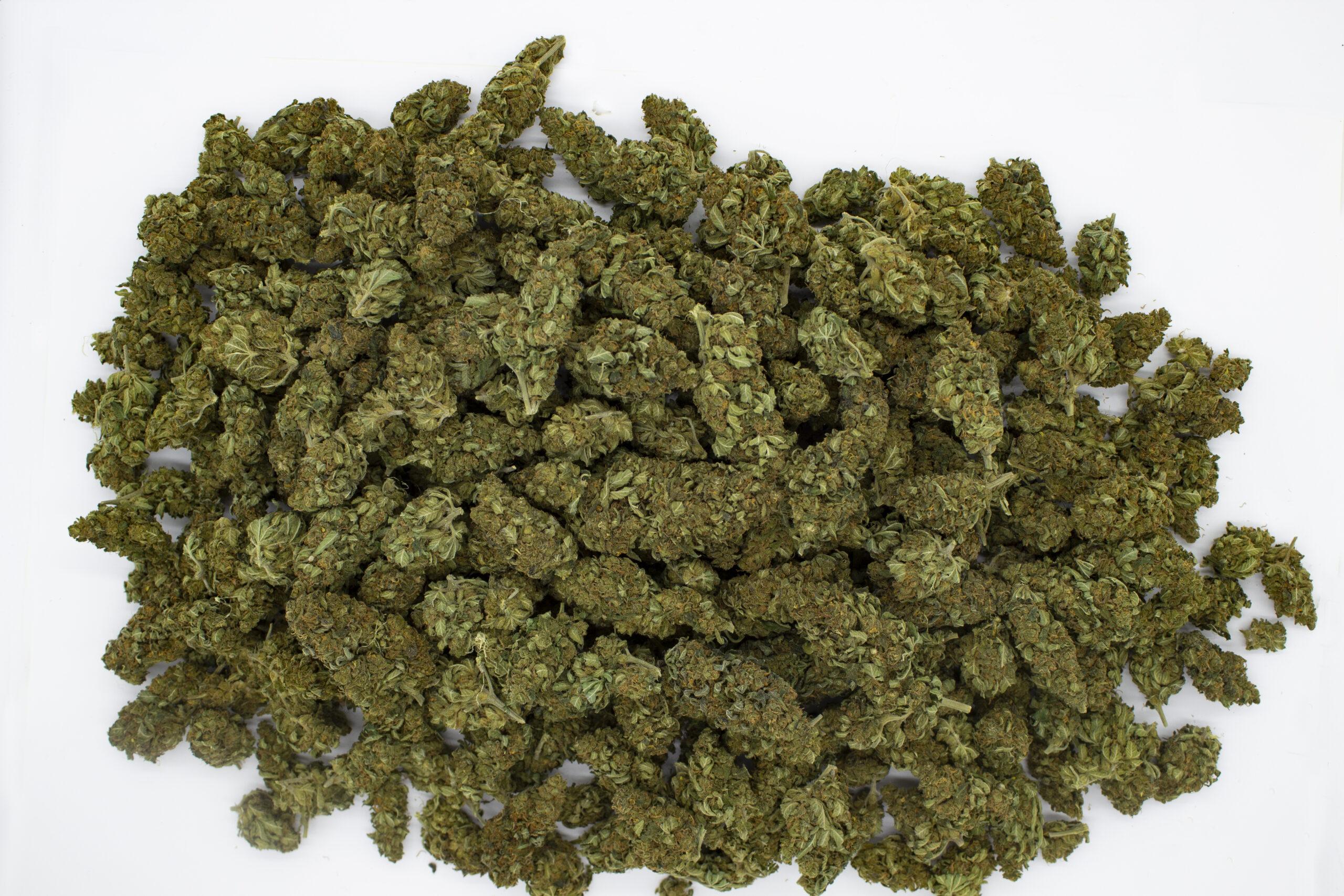 Mango Haze - Image 3